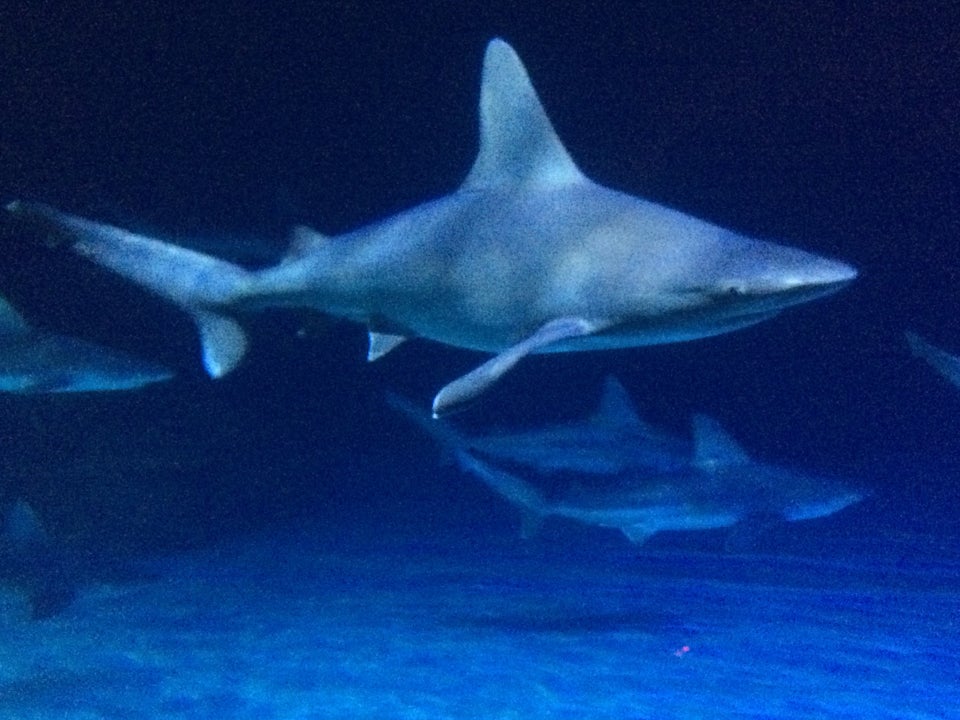 Photo of Shark Reef