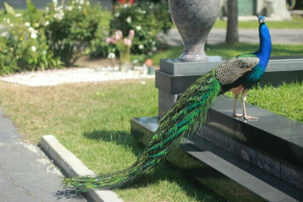 Photo of Hollywood Forever Cemetery