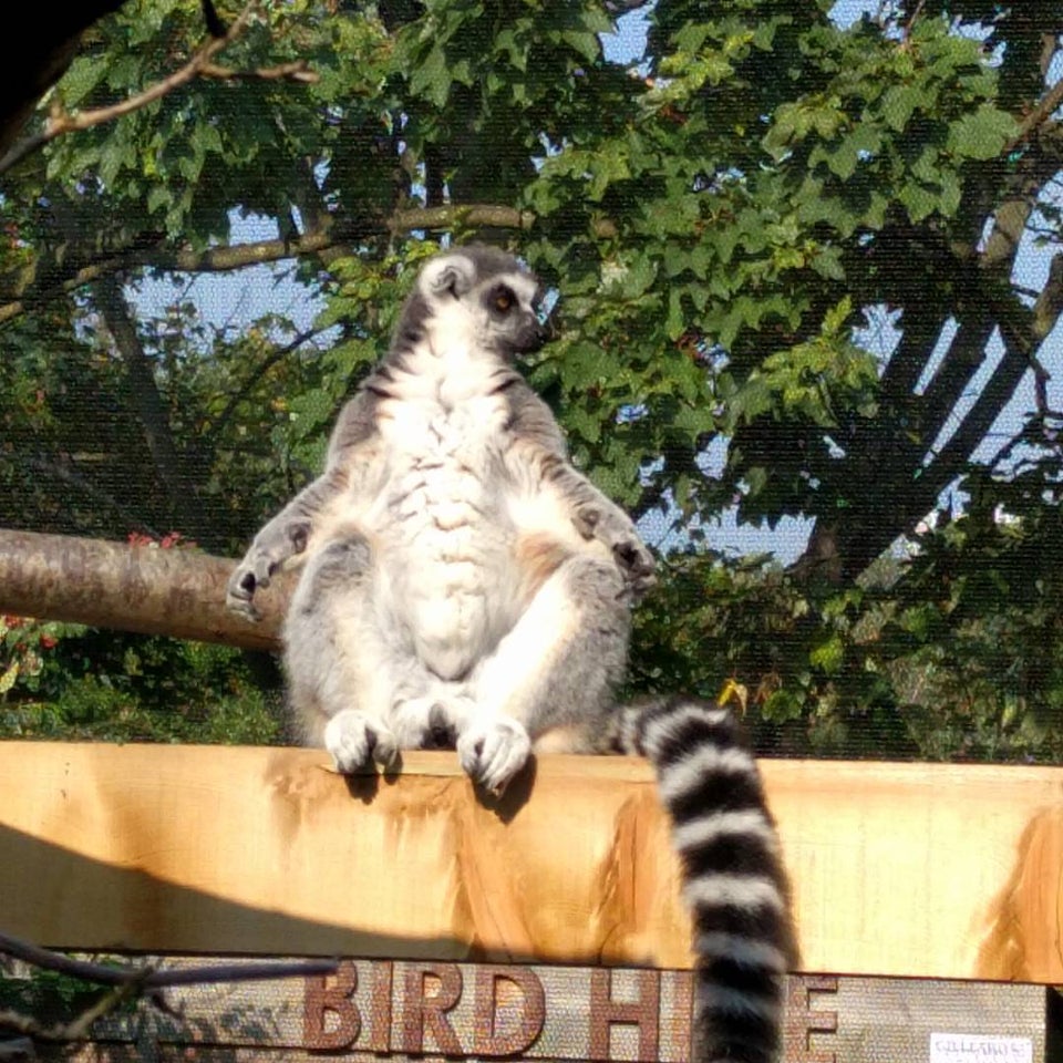 Photo of ZSL London Zoo