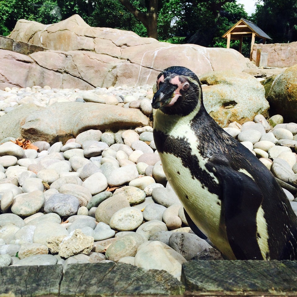 Photo of ZSL London Zoo