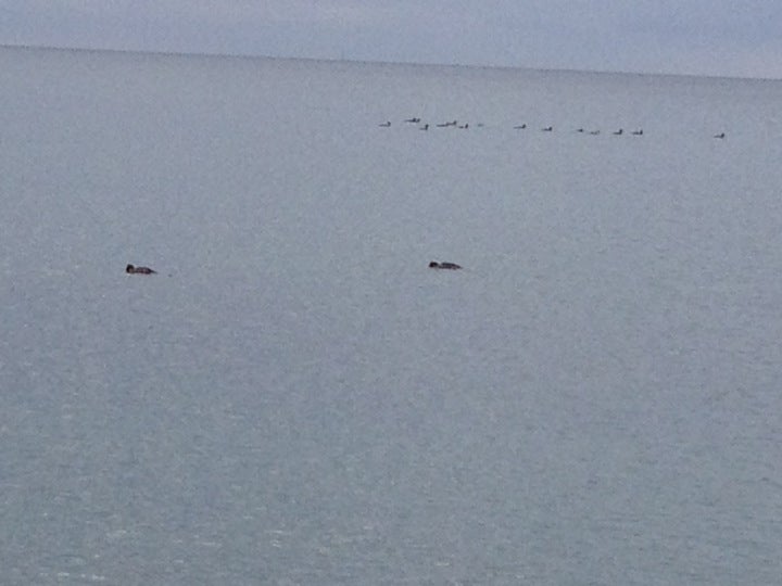 Photo of Herring Cove Beach