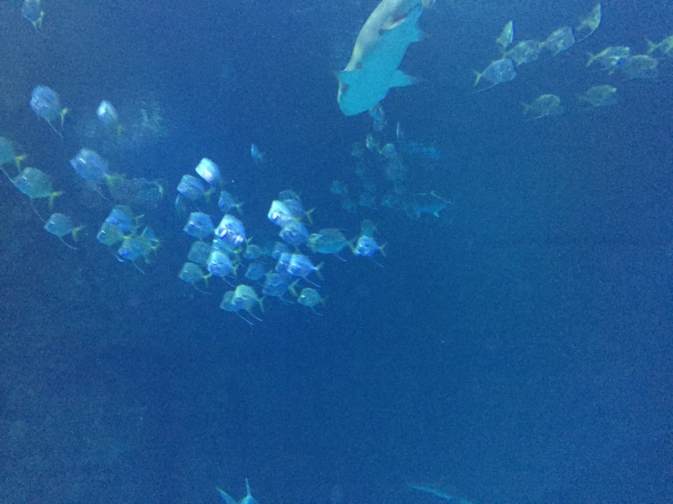 Photo of Shark Reef