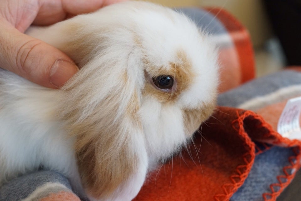 Ms. Bunny