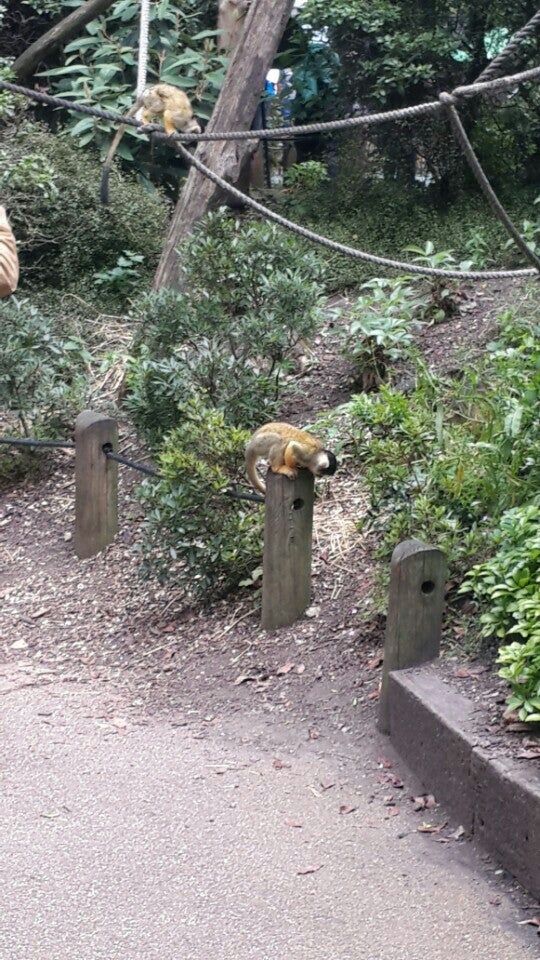 Photo of ZSL London Zoo