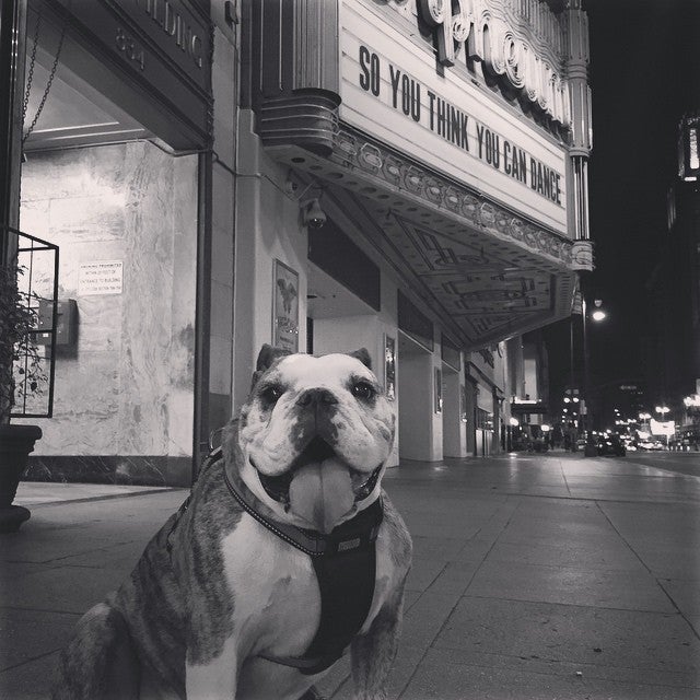 Photo of Orpheum Theatre