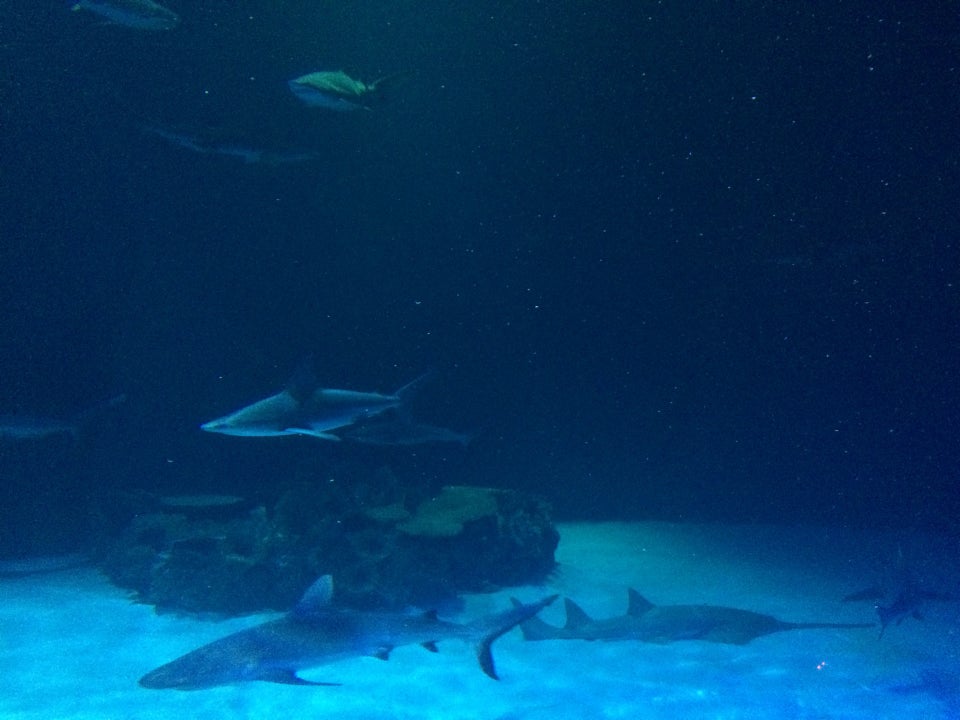 Photo of Shark Reef