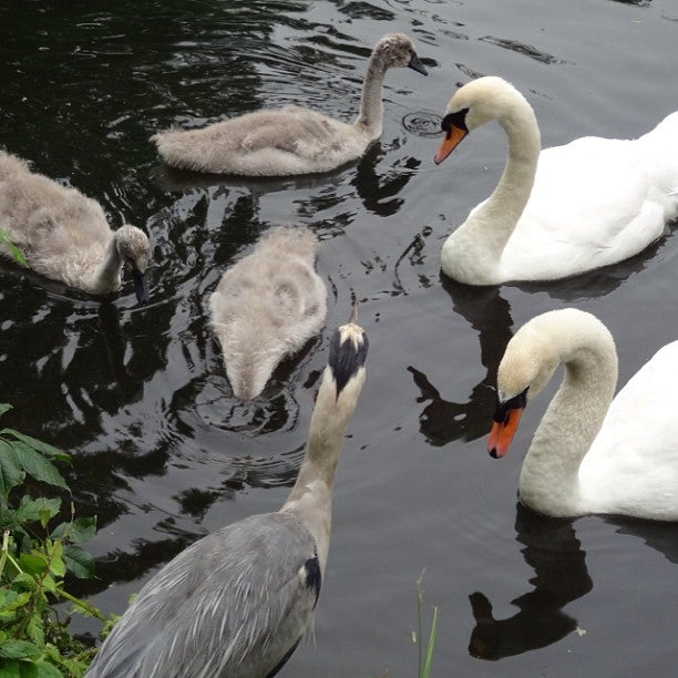 Photo of Chiswick House and Gardens