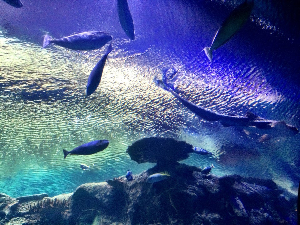 Photo of Shark Reef