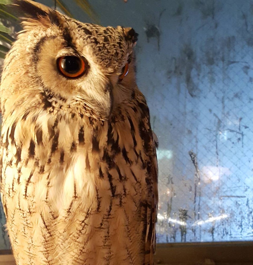 Owl No Mori (Forest of Owl)