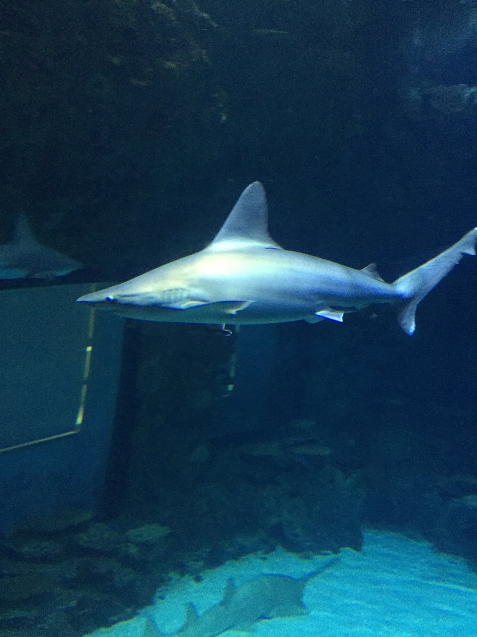 Photo of Shark Reef