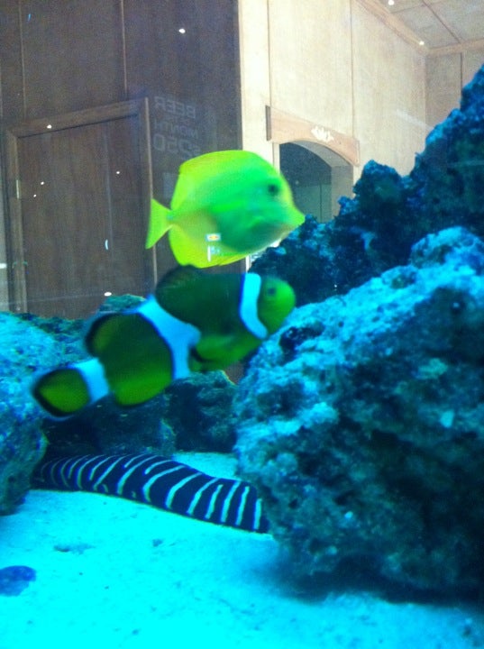 Bo's Coral Reef Photos GayCities Jacksonville