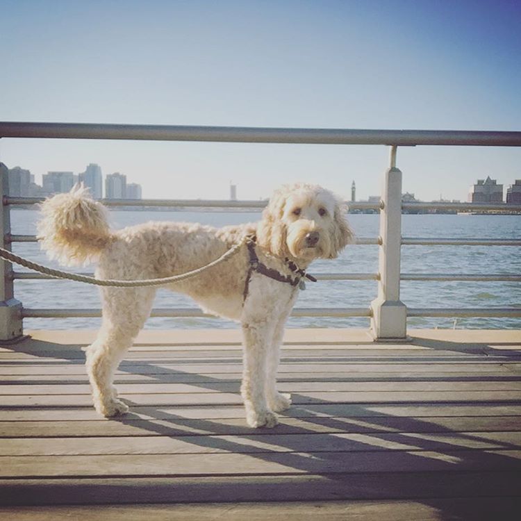 Photo of Christopher Street Pier